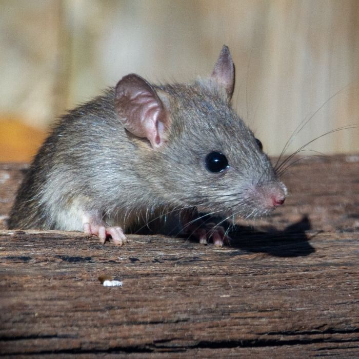 Mice Exterminator Houston
