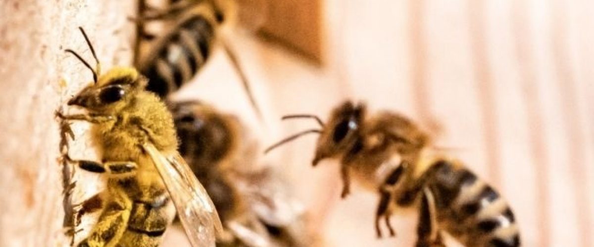 Honey Bee Removal in Houston TX