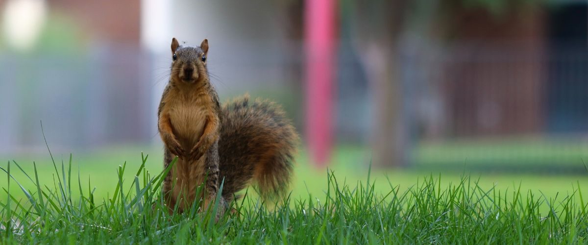 Squirrel Removal Houston